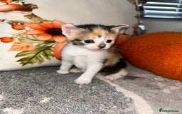 Sokoke cats for sale: Sokoke X tabby  - Image 1