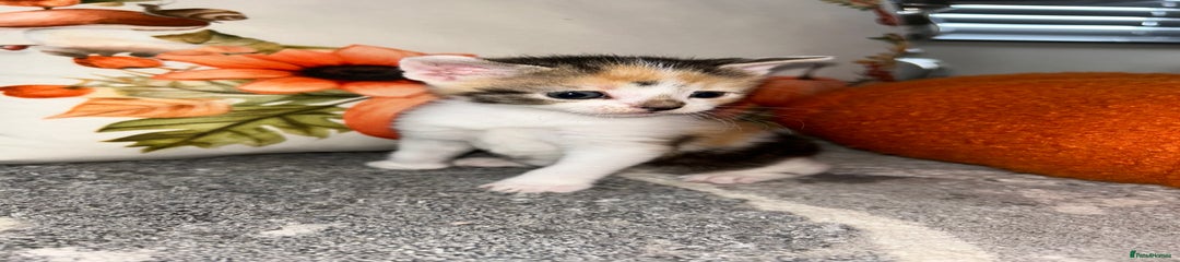 Sokoke Kitten 1