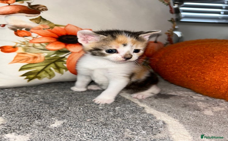 Sokoke cats for sale - Advert 1