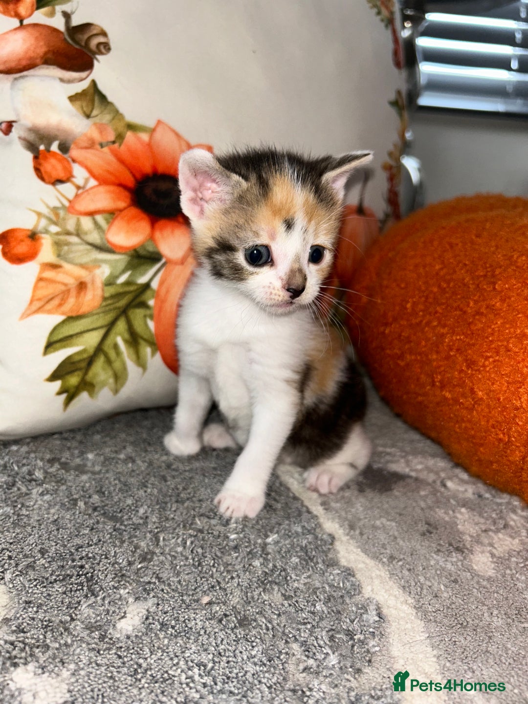 Sokoke cats for sale: Sokoke X tabby  - Image 1