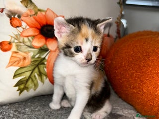 Sokoke cats - Advert 1