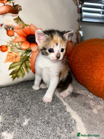 Sokoke cats - Advert 1