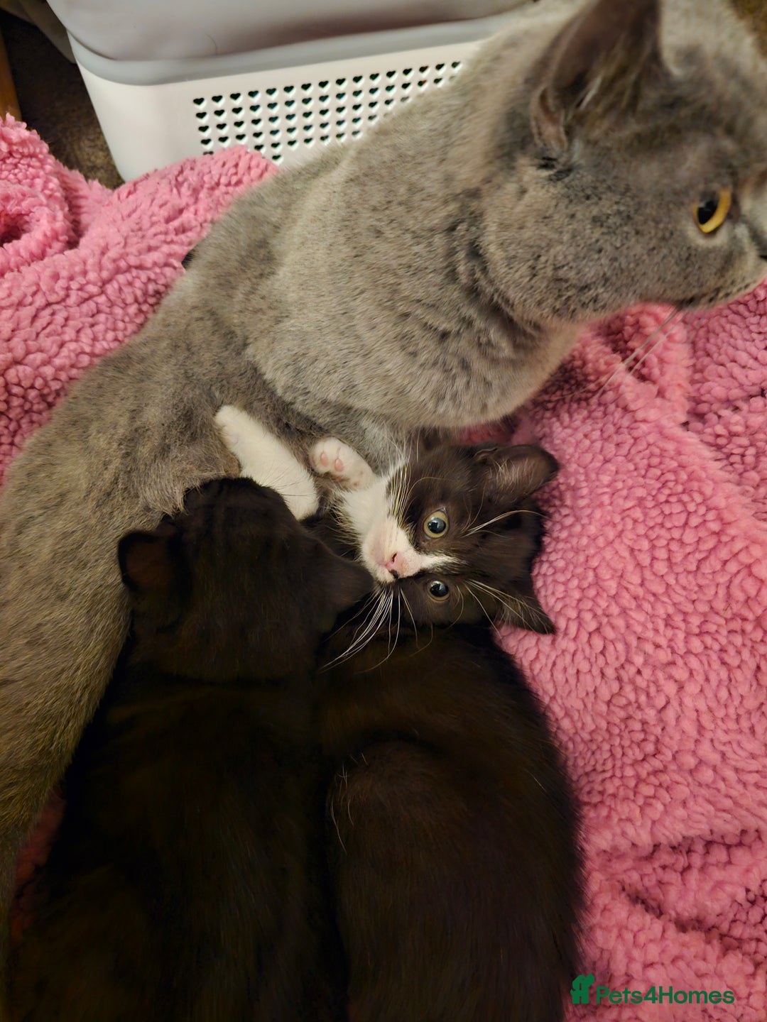 Mixed Breed cats for sale: Black and black and white BSH mix DSH - Advert 7