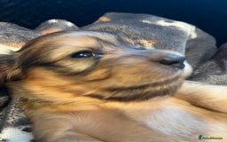 Miniature Dachshund dogs for sale: Family owned miniature longhaired dachshunds - Image 4