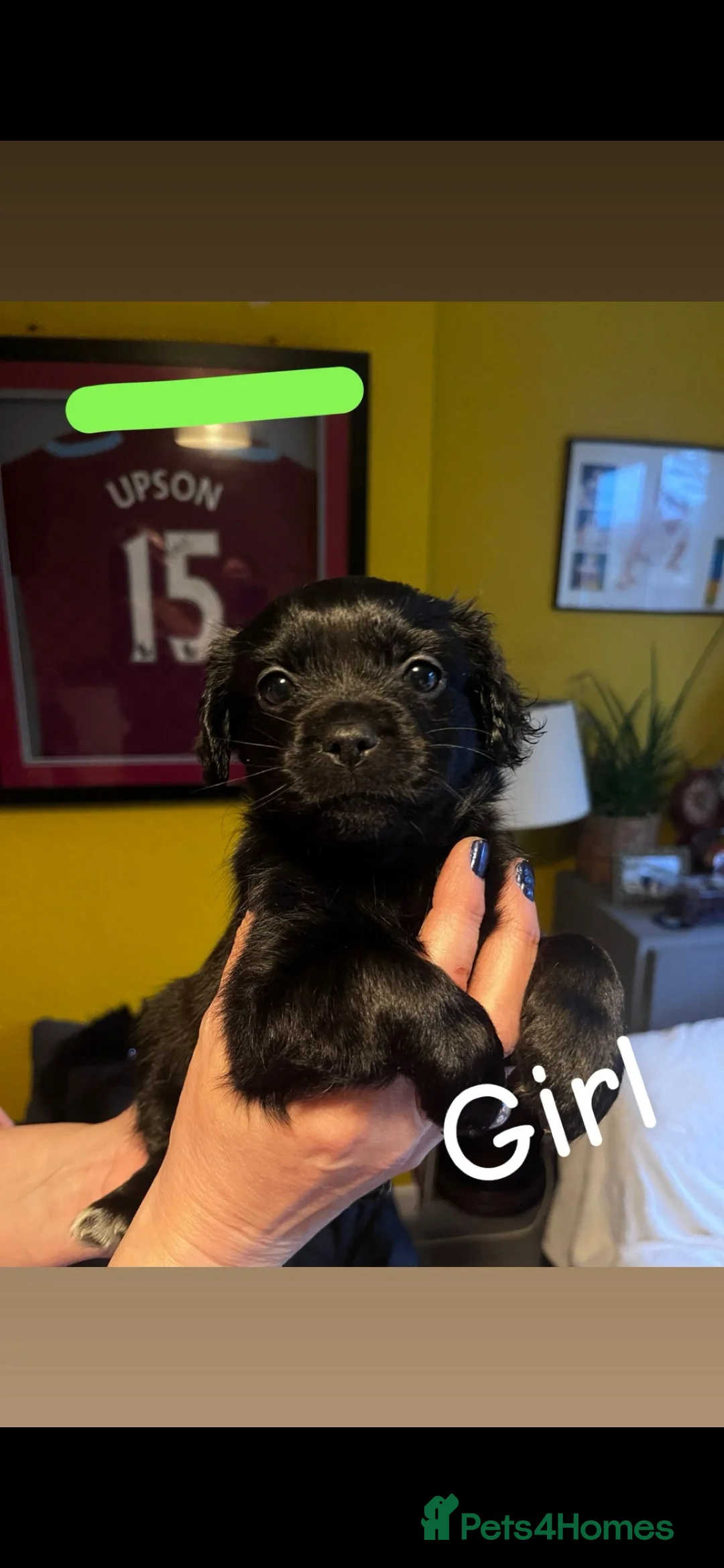 Mixed Breed dogs for sale: Shih Tzu / Jack Russell Hybrid Puppies - Advert 4