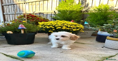 Cavachon dogs - Advert 9
