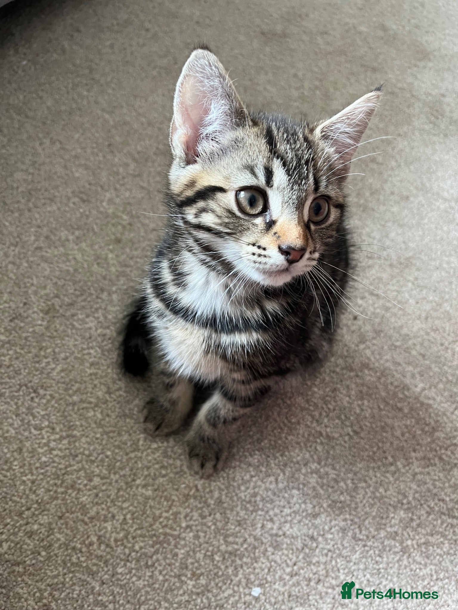 Mixed Breed cats Kittens for Sale  - Advert 2