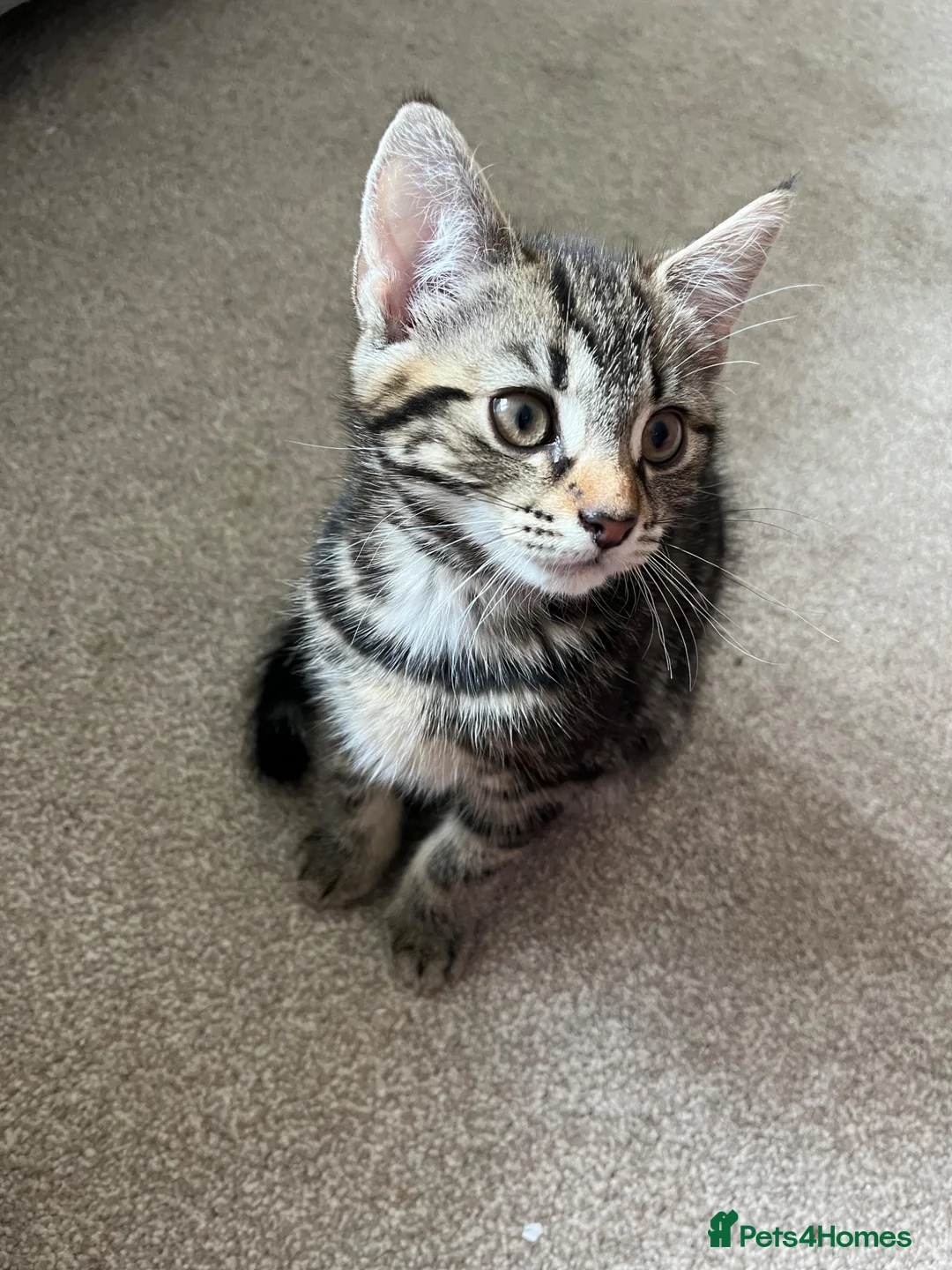 Mixed Breed cats for sale: Kittens for Sale  in Evesham - Advert 1
