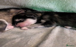 Alaskan Malamute dogs for sale: KC Alaskan malamute puppies champion lines - Image 38