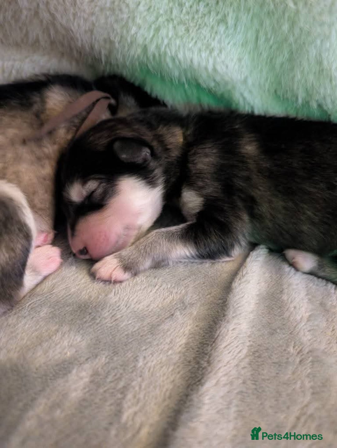 Alaskan Malamute dogs for sale: KC Alaskan malamute puppies champion lines - Image 38