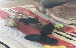 Pug dogs for sale: Home raise fawn&black Pug puppies - Advert 3