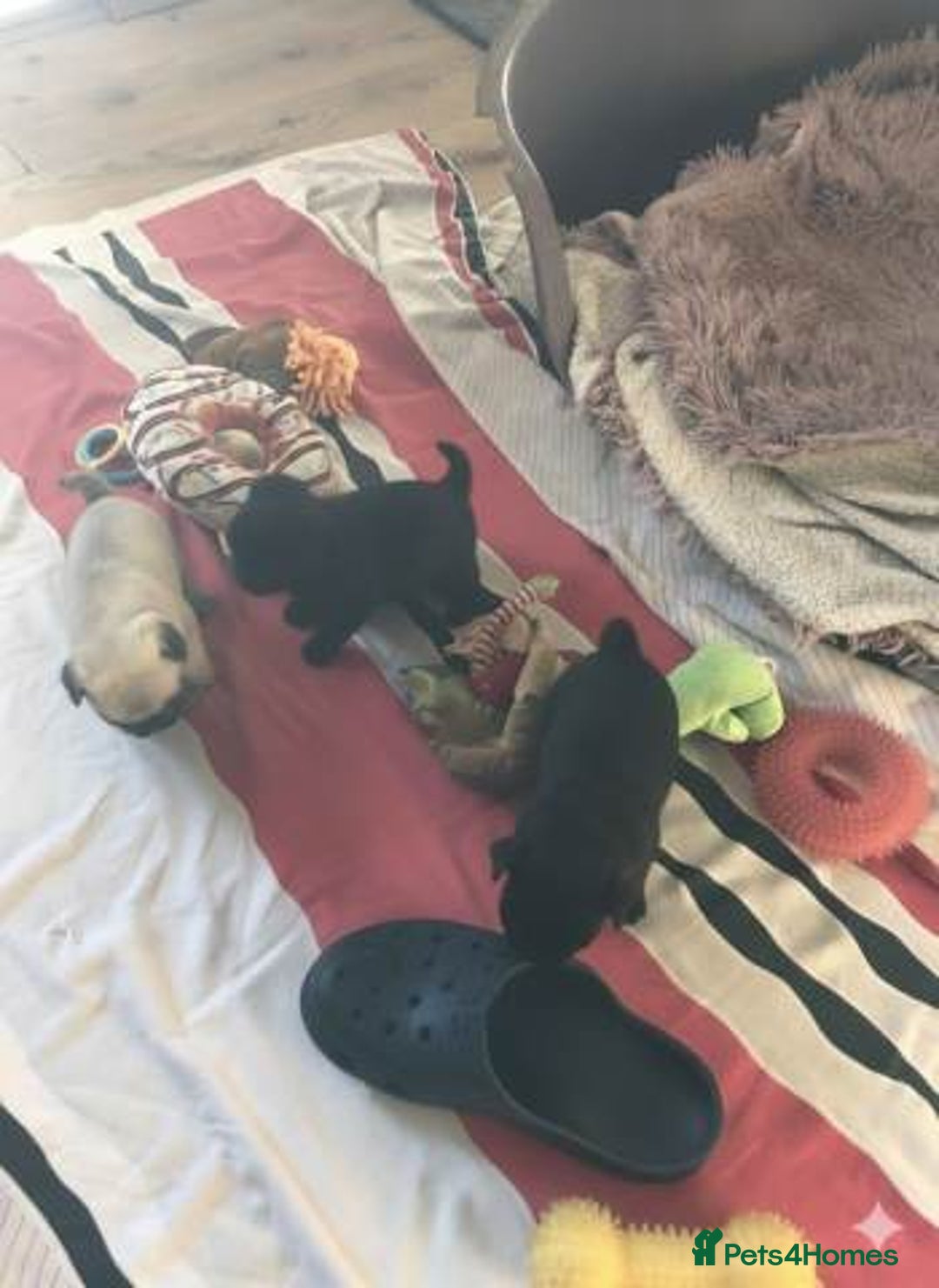 Pug dogs for sale: Home raise fawn&black Pug puppies - Advert 3