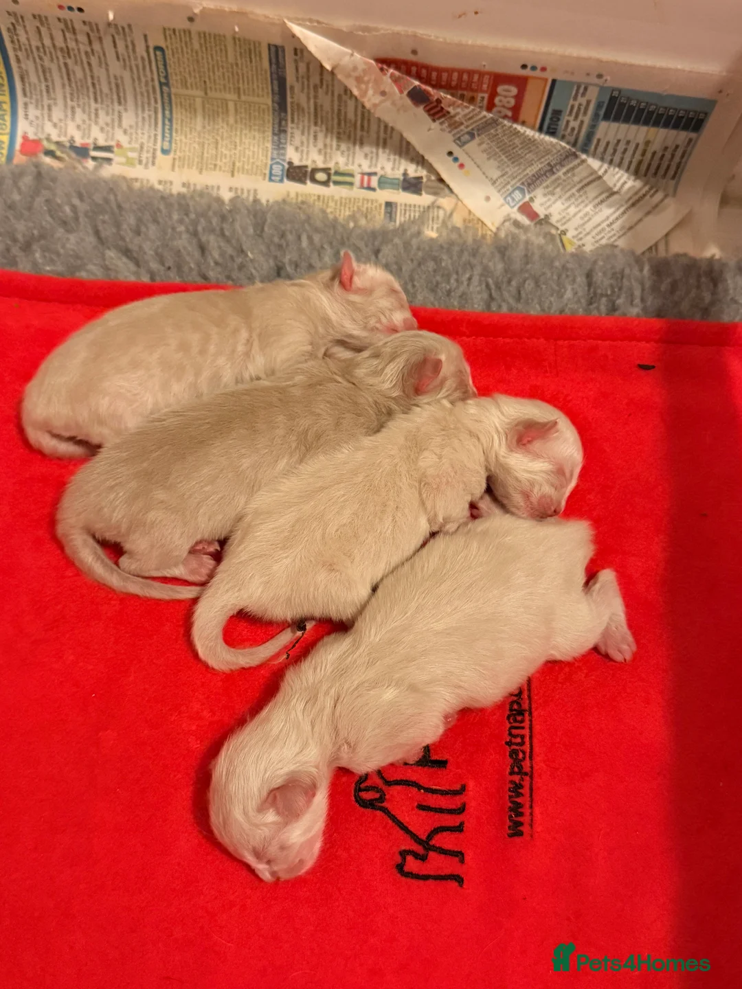 Ragdoll cats for sale: 🌟RAGDOLL KITTENS 🌟 - Advert 23