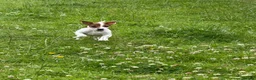 Jack Russell dogs for sale: 2 stunning girls needing new homes  - Advert 6