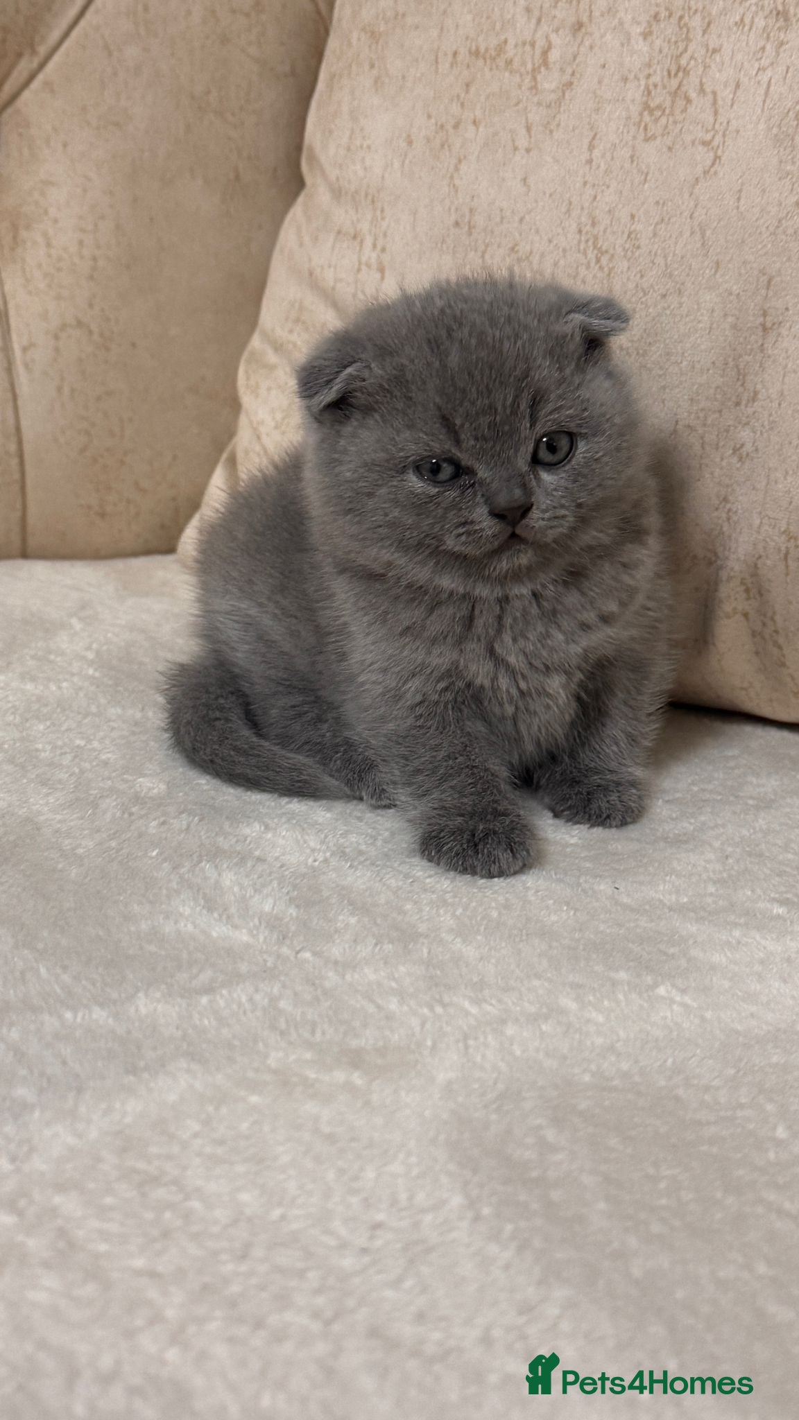Scottish Fold cats Beautiful chunky Scottish folds  - Advert 1
