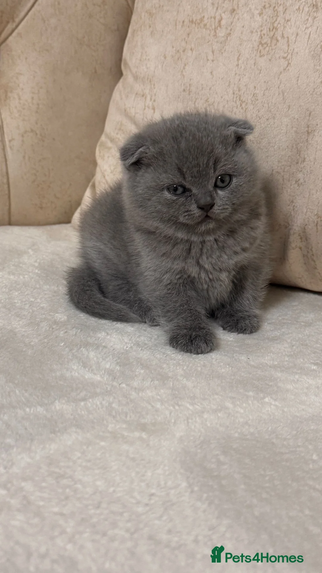 Scottish Fold cats for sale: Beautiful chunky Scottish folds  - Advert 1