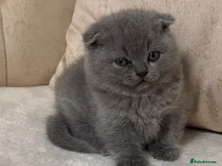 Scottish Fold cats Beautiful chunky Scottish folds - Advert 1