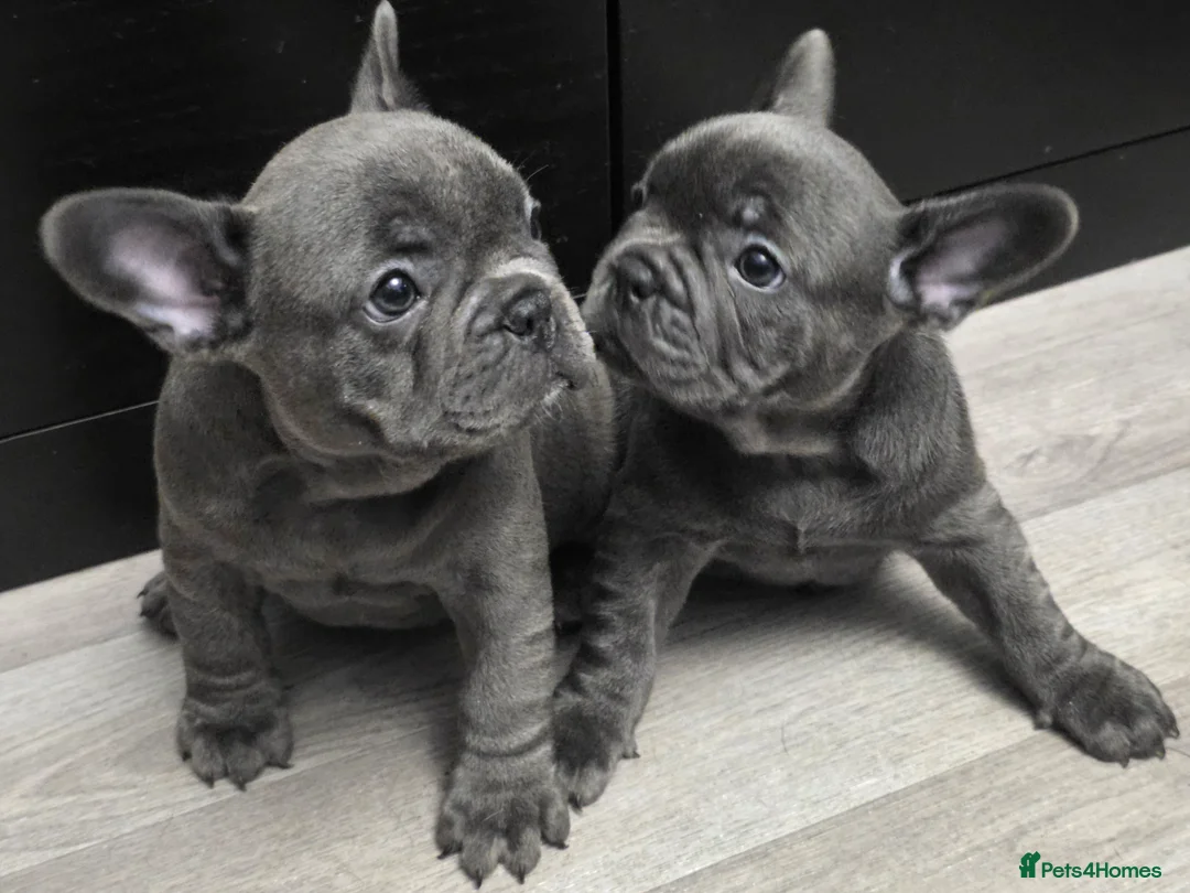 French Bulldog dogs for sale: 2 female blue french bulldogs for a new home in Dagenham - Advert 1