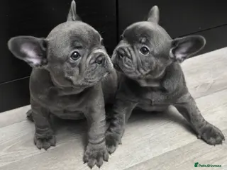French Bulldog dogs 2 female blue french bulldogs for a new home in Dagenham - Advert 1