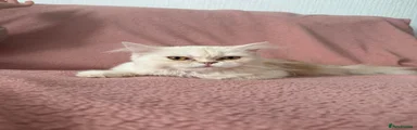 Ragdoll 2