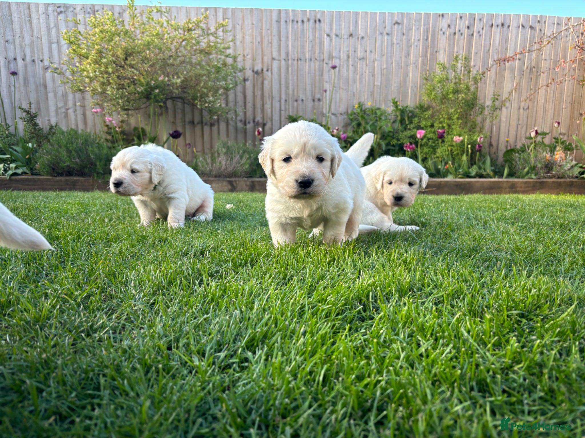 Golden Retriever dogs ARRIVED 😍a litter of beautiful Golden retrievers  - Advert 18
