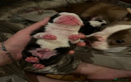 Boston Terrier dogs for sale: Outstanding Boston puppies  - Image 8