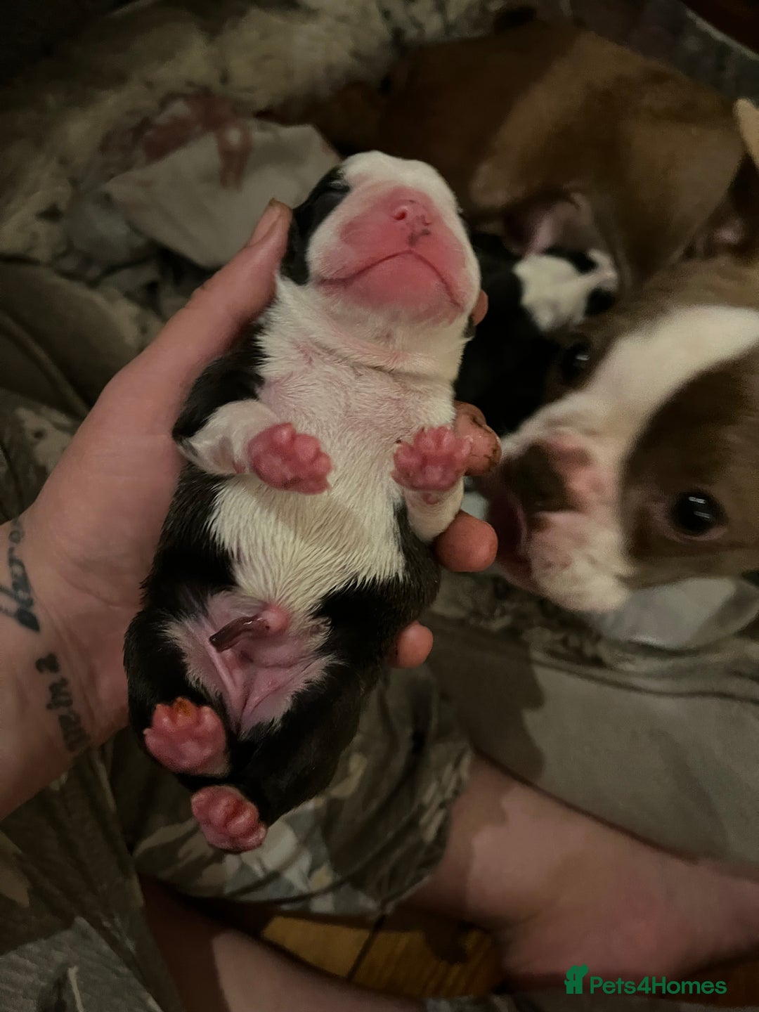 Boston Terrier dogs for sale: Outstanding Boston puppies  - Image 8