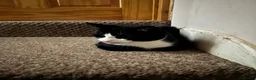 Mixed Breed cats for sale: Mix breed kitten  in Aylesbury - Advert 10