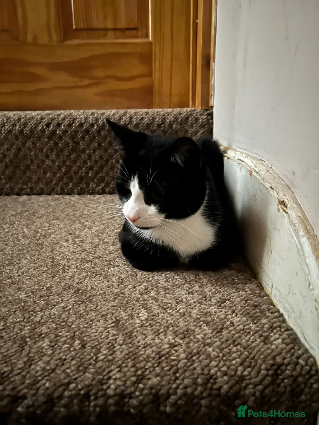 Mixed Breed cats for sale: Mix breed kitten  in Aylesbury - Advert 10