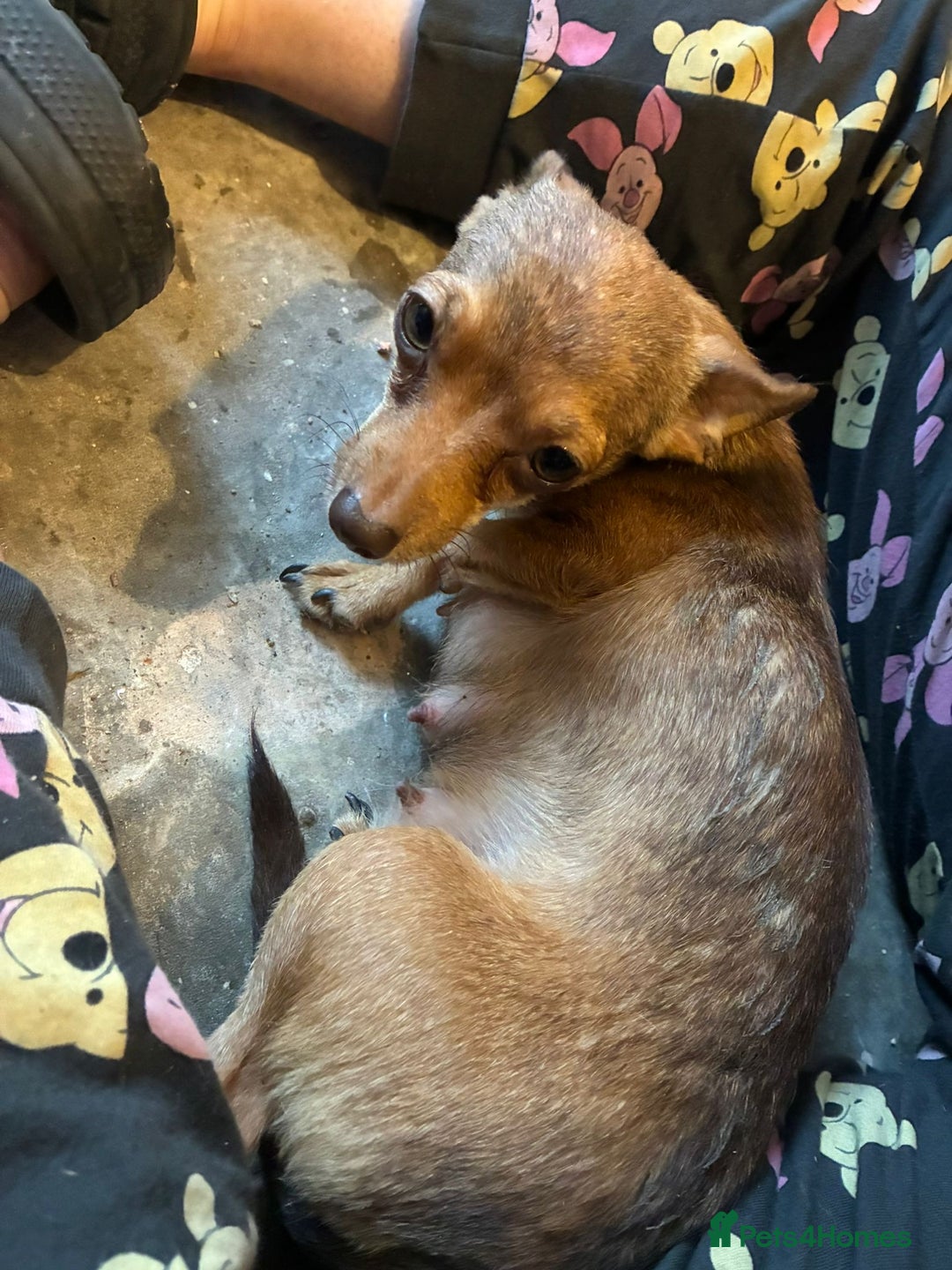 Chihuahua dogs for sale: Lily deer head chihuahua - Advert 4