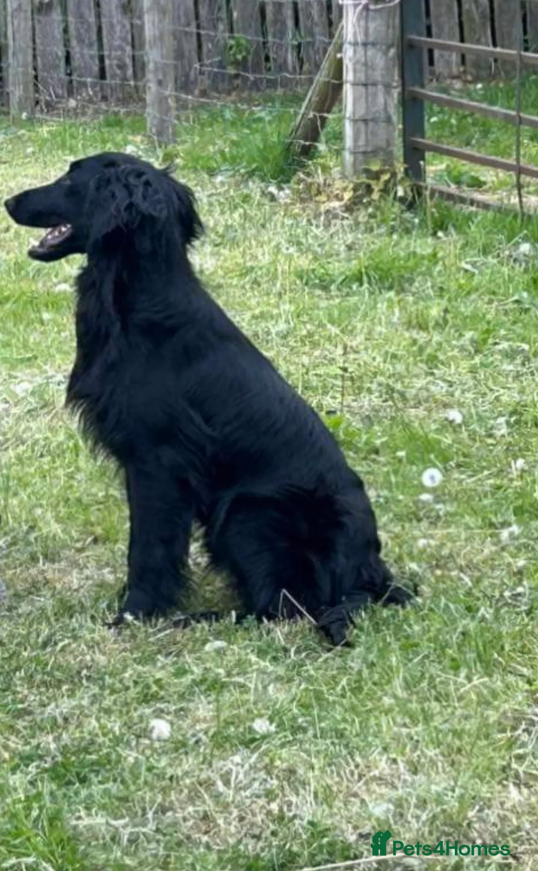 Flat coated Retriever dogs for stud: PROVEN Flatcoated Retriever for Stud 0/0 Hips in Bishop Auckland - Advert 9