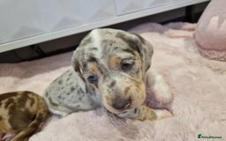 Miniature Dachshund dogs for sale: ADORABLE MINIATURE DACHSHUND PUPPIES - Image 5