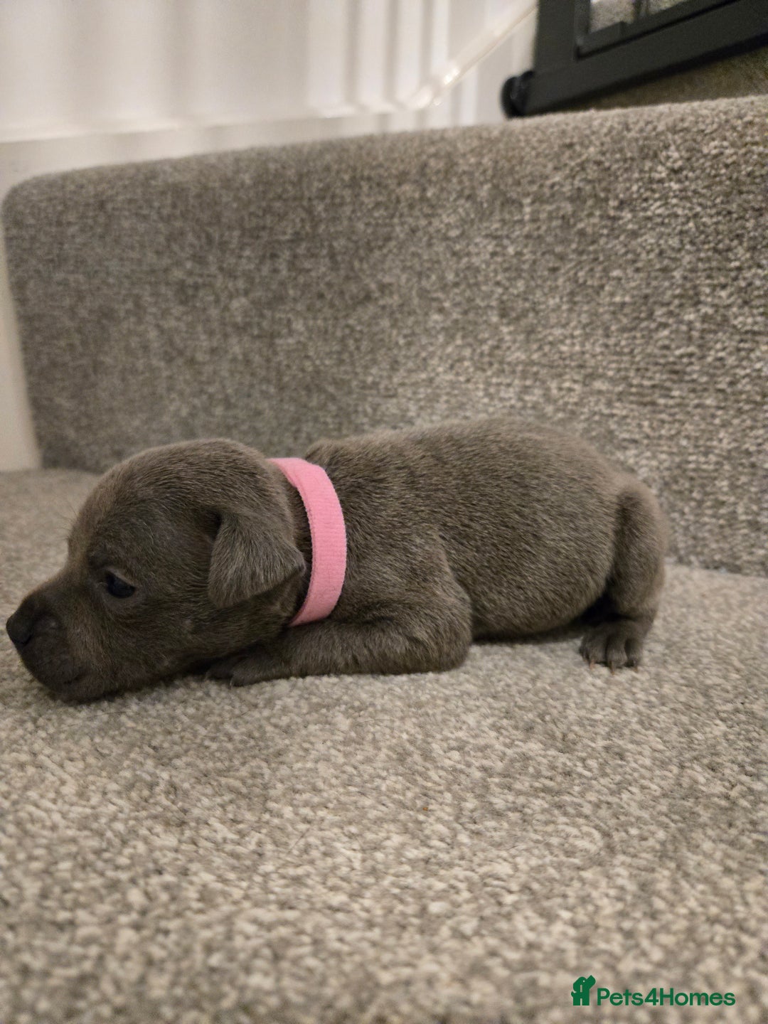 Staffordshire Bull Terrier dogs for sale: Blue Staffy Puppies 🐶 - Advert 23