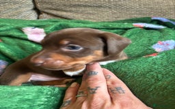 Miniature Dachshund dogs for sale: Dachshund x Jack Russell puppies (Jackshund) - Image 11
