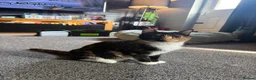 Mixed Breed cats for sale: Half ragdoll kittens  - Advert 25