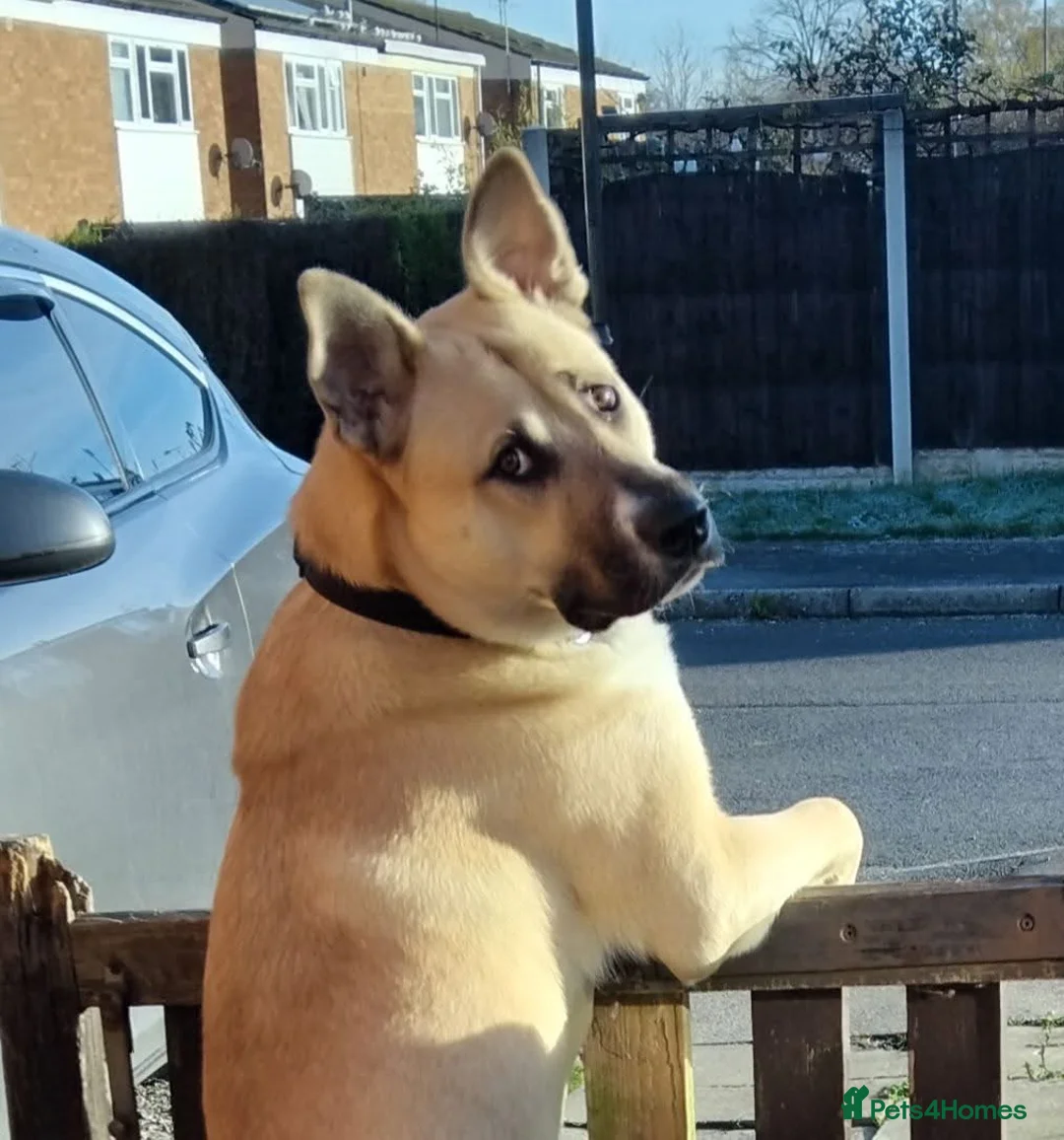 Mixed Breed dogs for sale: Male mixed breed  - Advert 3