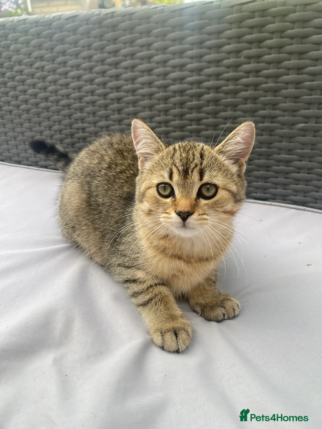 Mixed Breed cats for sale:    Cute mixed-breed cat.  - Advert 2