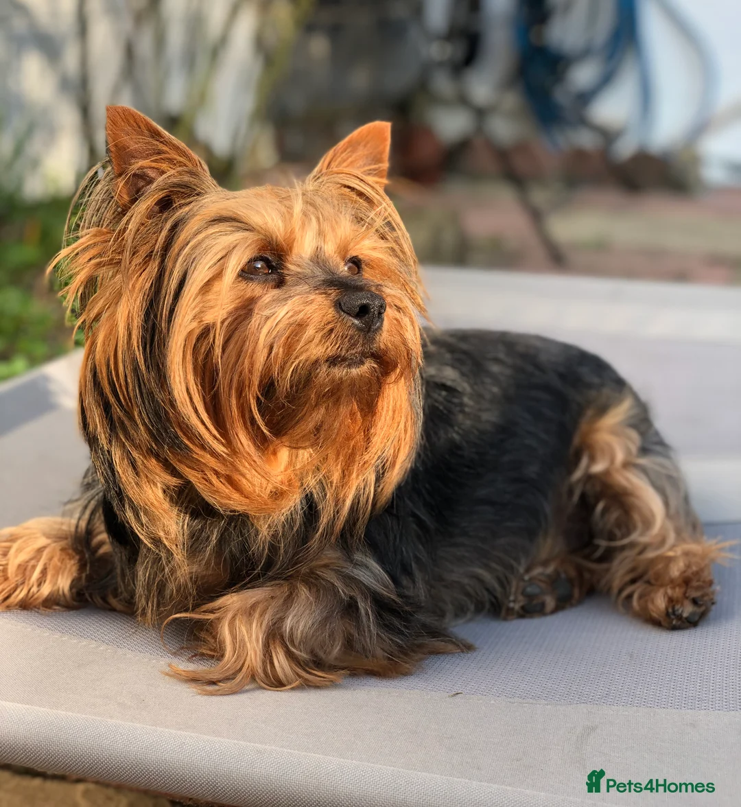 Yorkshire Terrier dogs for stud: Pedigree Yorkshire Terrier for Stud - Advert 1
