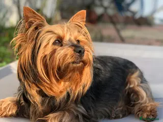 Yorkshire Terrier dogs Pedigree Yorkshire Terrier for Stud - Advert 1