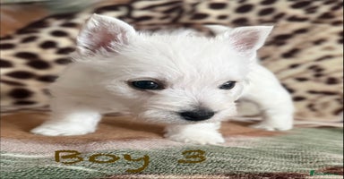 West Highland Terrier dogs - Advert 7