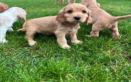 Cocker Spaniel dogs for sale: Show cocker spaniel puppies - Image 1