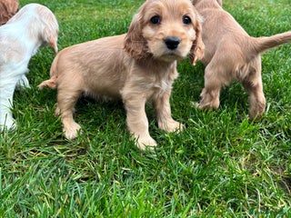 Cocker Spaniel dogs - Advert 10