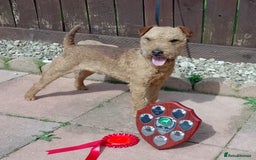 Lakeland Terrier dogs for stud: Quality lakeland standing at stud  - Image 1