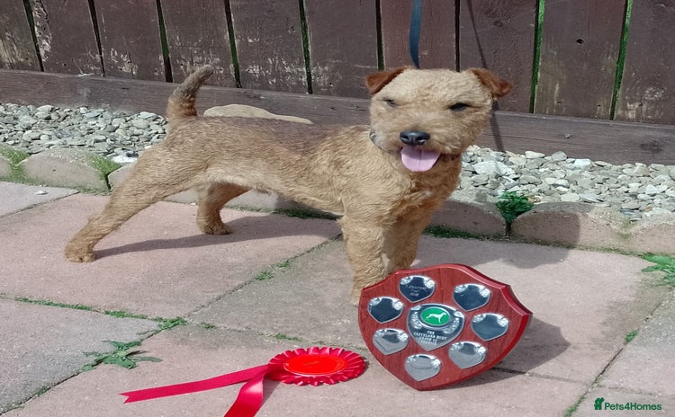 Lakeland Terrier dogs for stud - Advert 1