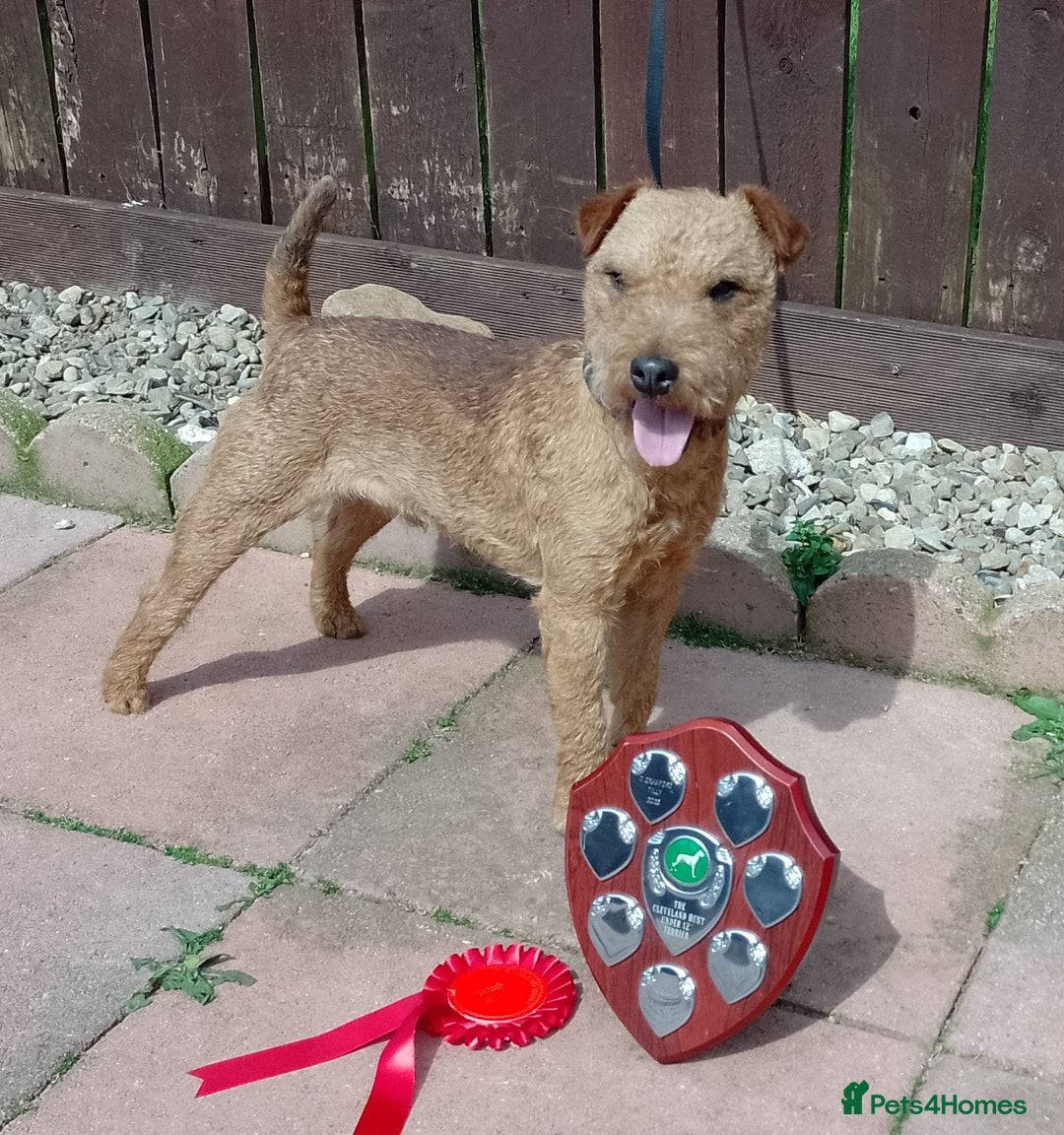 Lakeland Terrier dogs for stud: Quality lakeland standing at stud  - Image 1