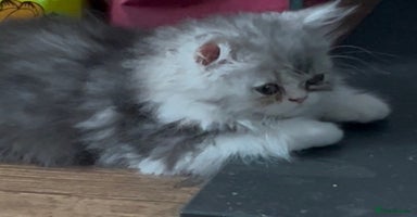 Persian cats - Advert 4