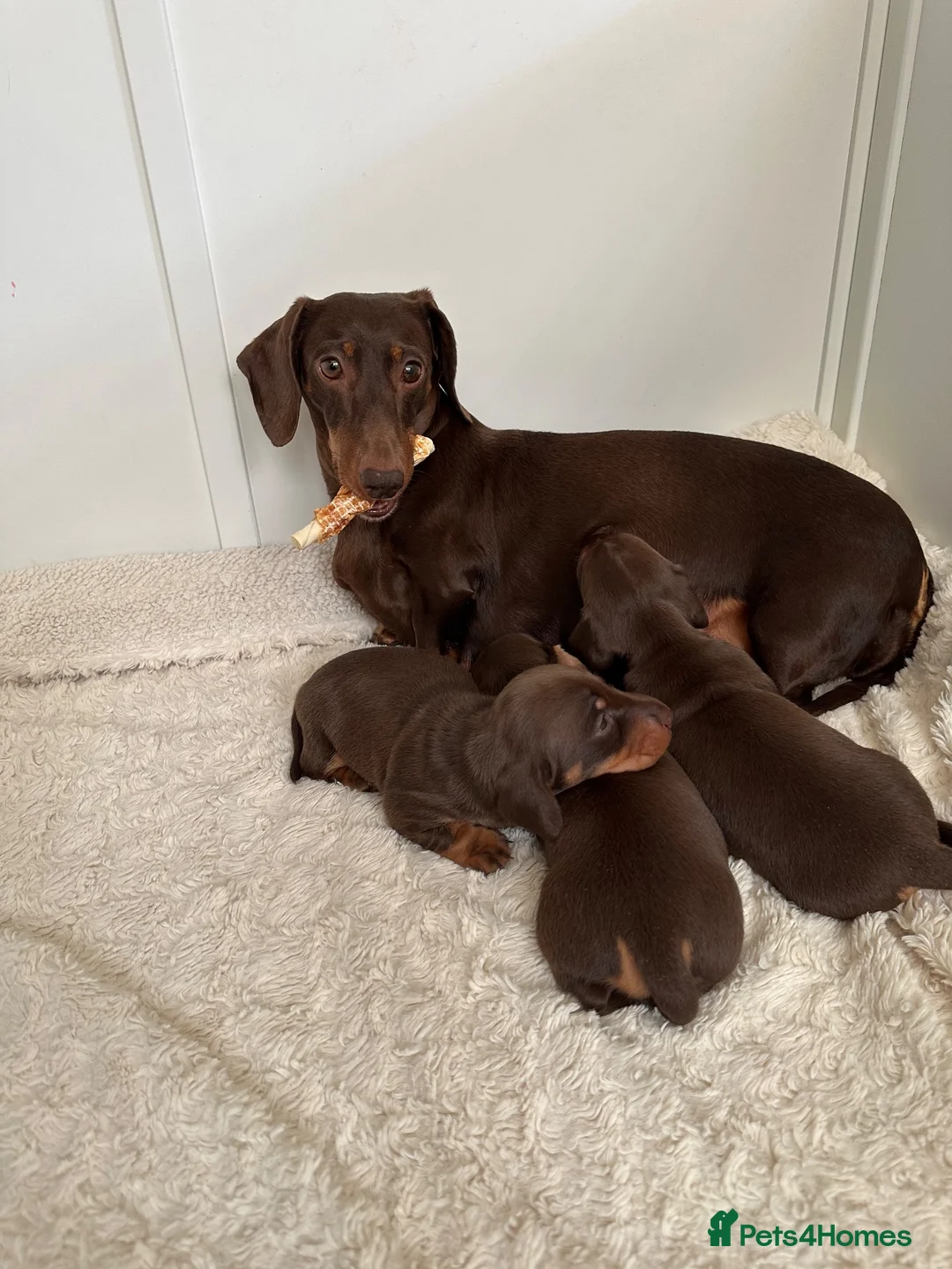 Miniature Dachshund dogs for sale: KC Registered Quality Mini Dachshunds - PRA Clear - Advert 2