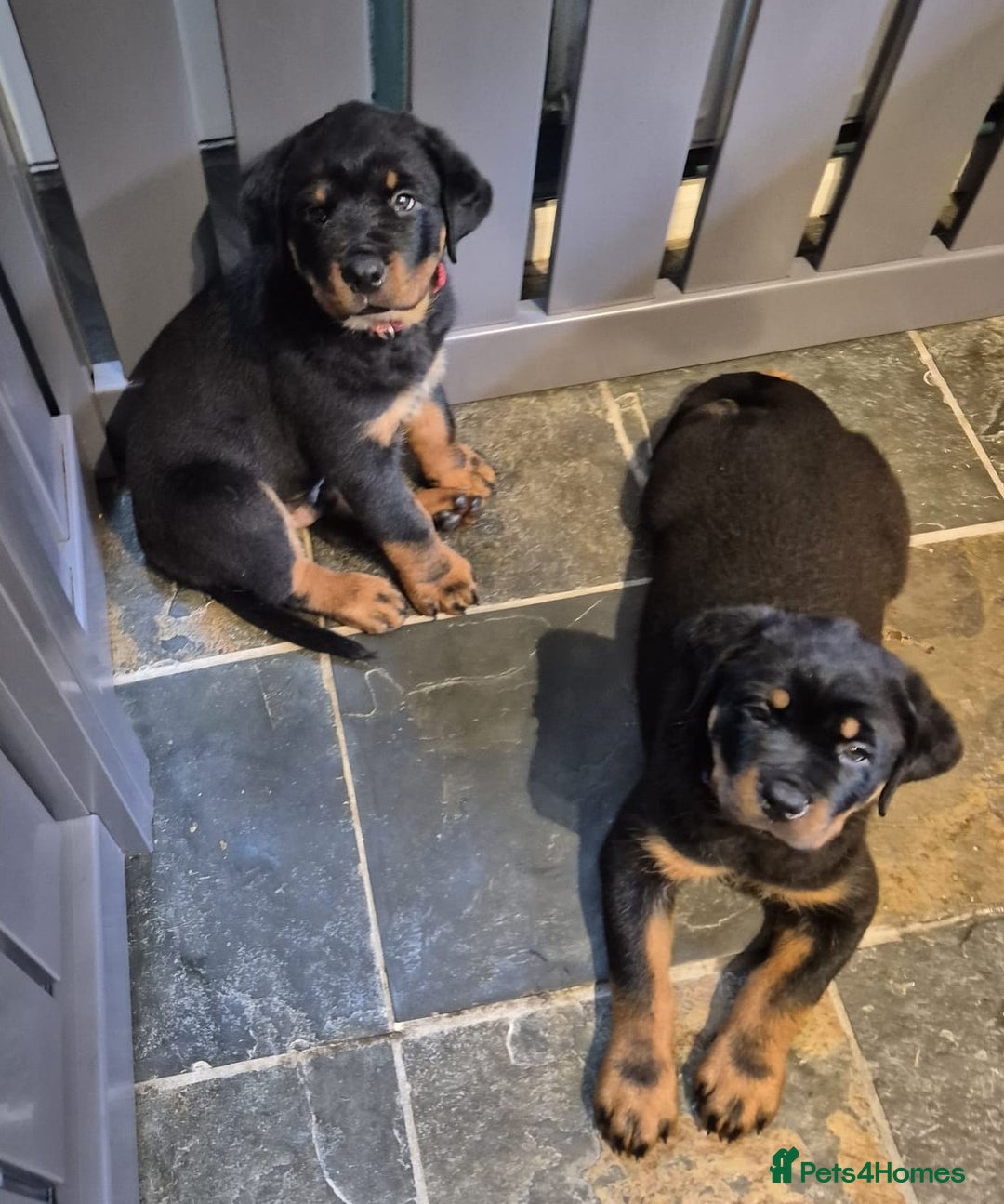 Rottweiler dogs for sale: Rottweiler Puppies in Great Yarmouth - Image 15