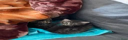 Bengal cats for sale: Bengal cross kittens  - Advert 12