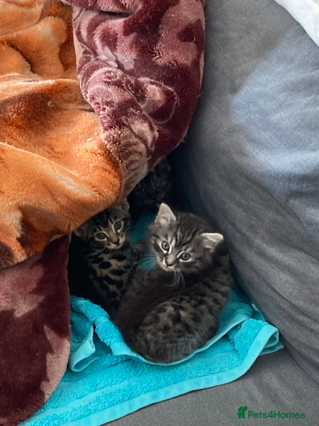 Bengal cats for sale: Bengal cross kittens  - Advert 12